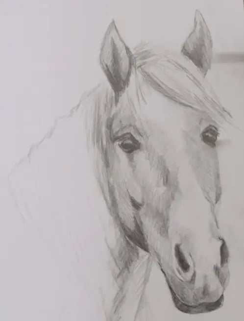 The finished graphite drawing of a horse's head, drawn with the 3-D Drawing Method