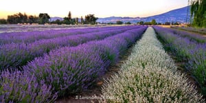 campi_di_lavanda_in_italia_campi_di_lavanda_Italia_piu_belli_campi_di_lavanda_da_visitare_Italiap_2048x2048