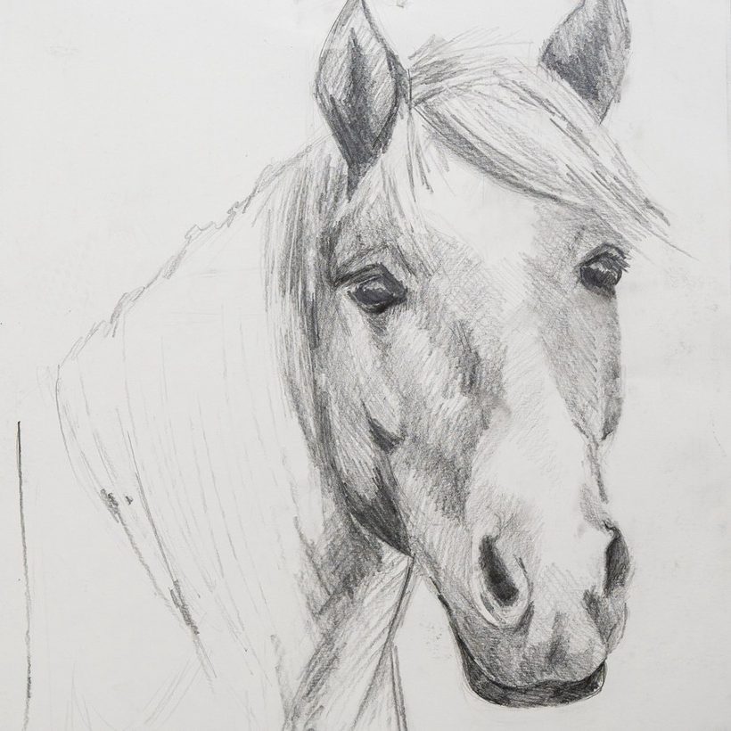 A graphite horse drawing built with the 3-D drawing method, the second challenge project