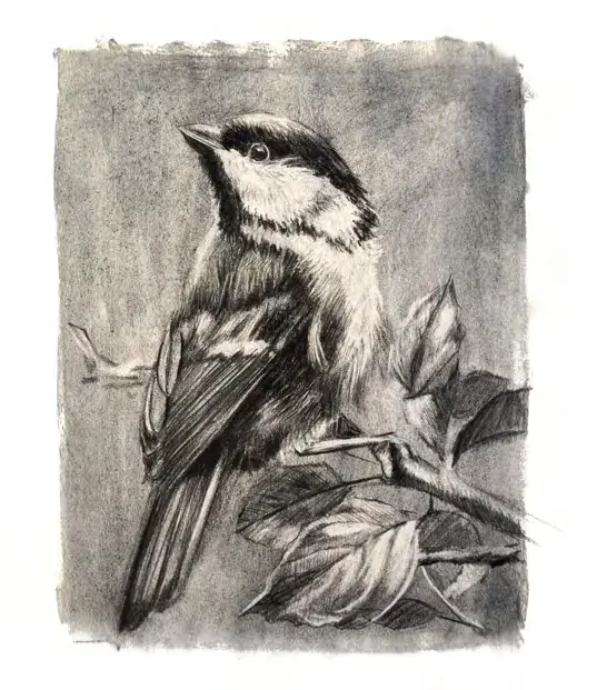 Finished charcoal drawing of a chickadee on a branch