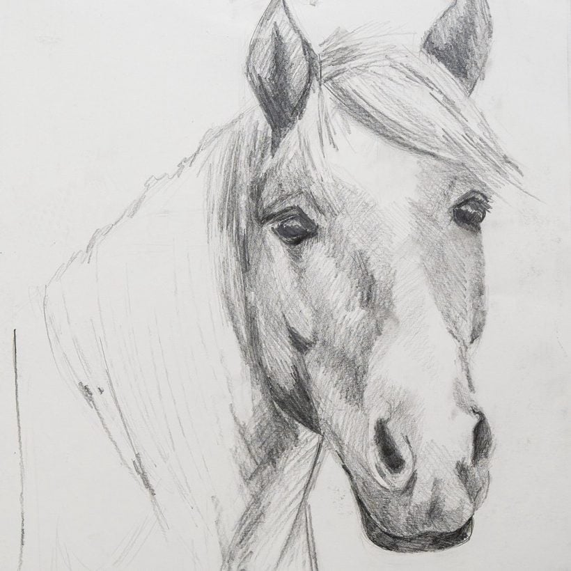A graphite pencil drawing of a horse built with the 3-D drawing method, the second project